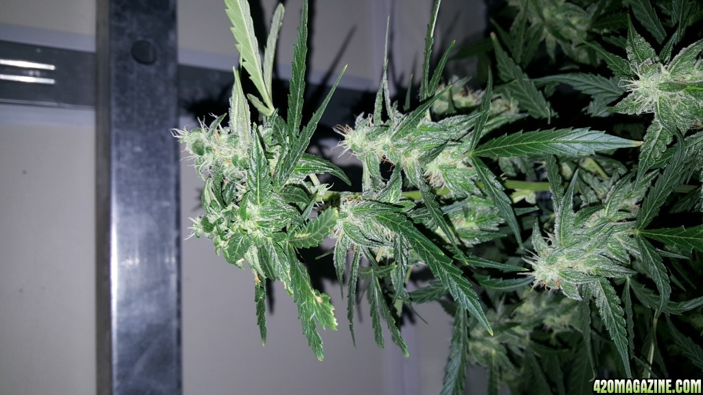 Week #3 Flower