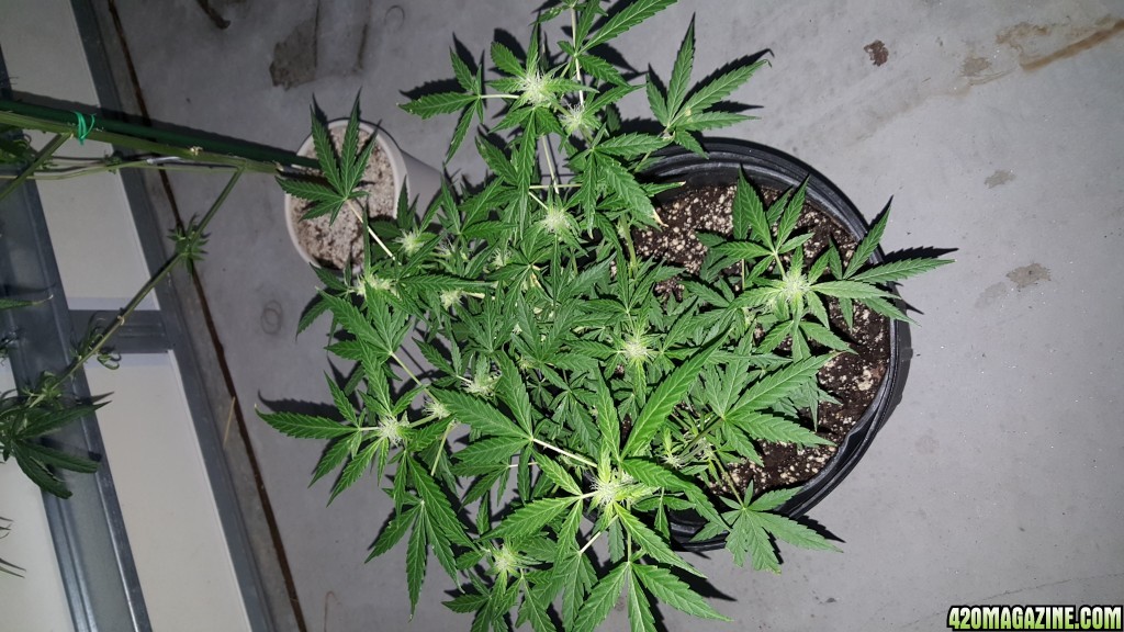 Week #3 Flower