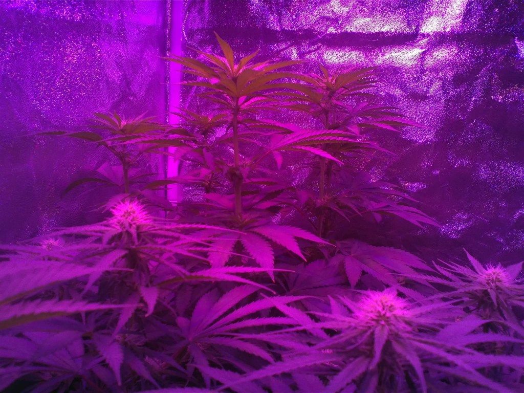 week 3 flower