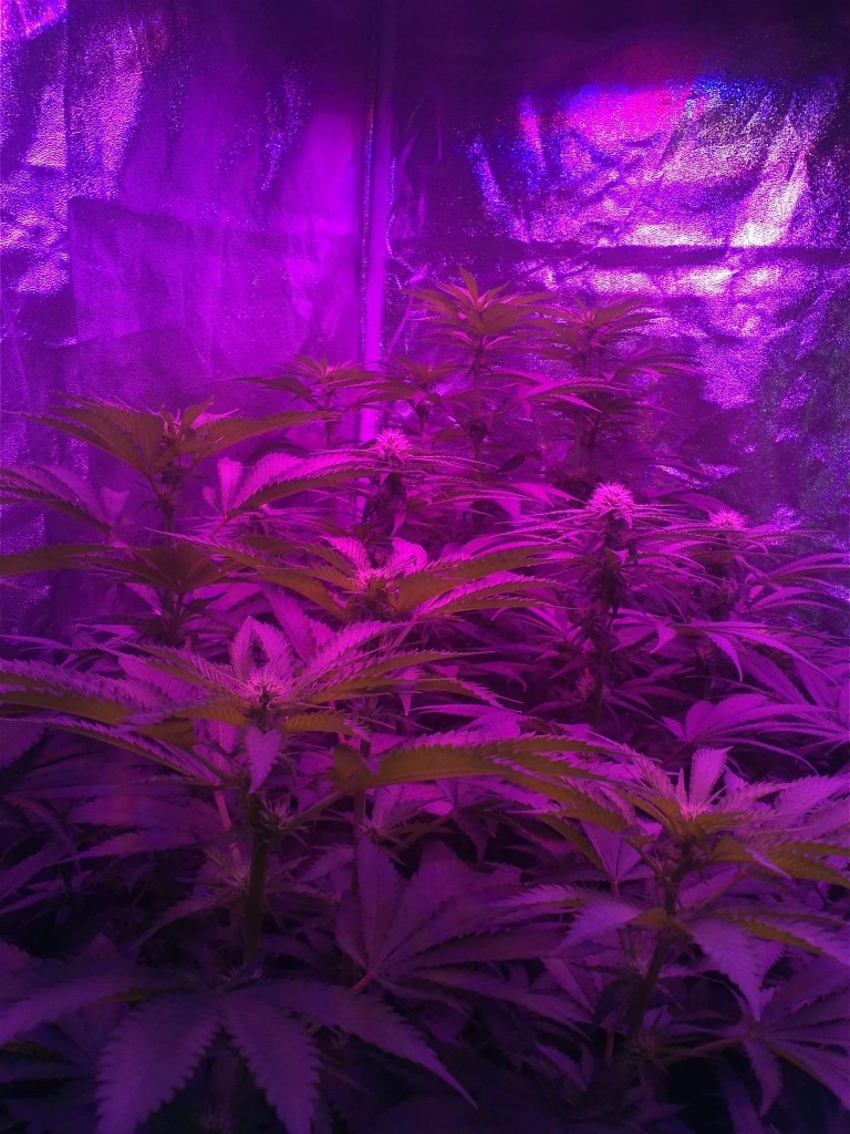 week 3 flower