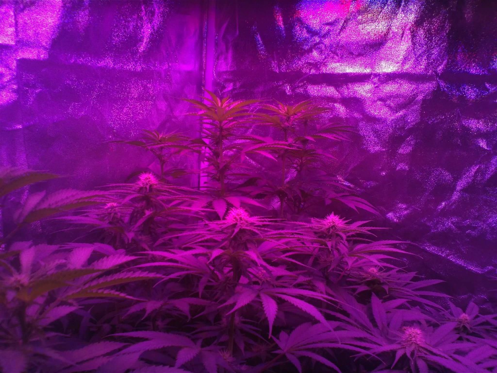 week 3 flower