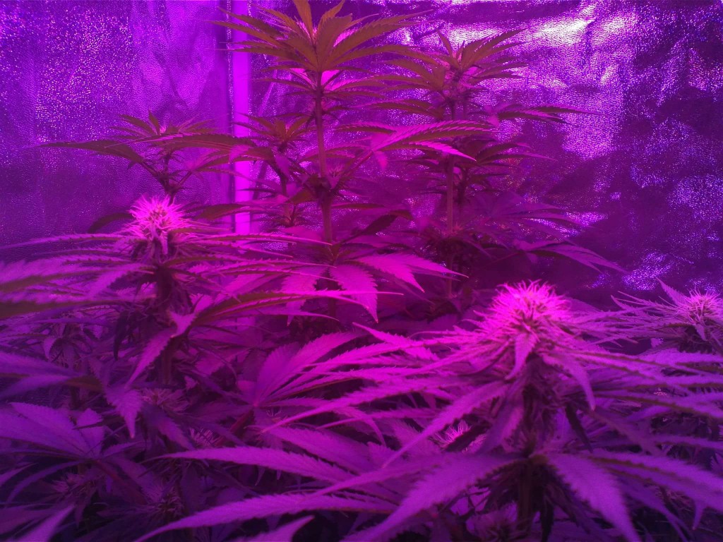 week 3 flower