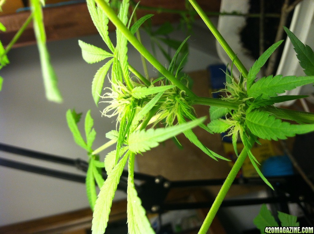 Week 3 flower