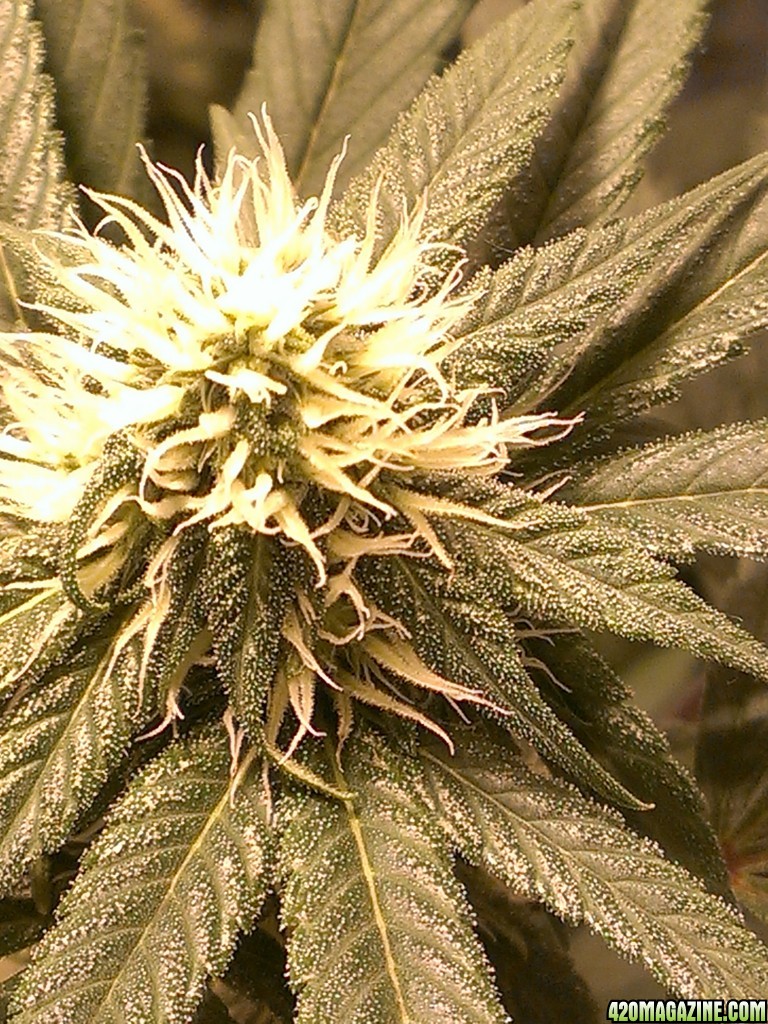 week 3 flower