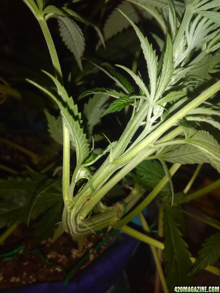 week 3 flowering