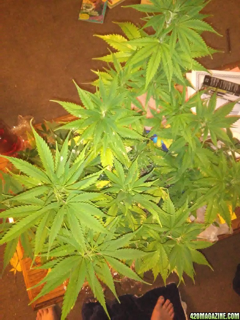 week 3 flowering