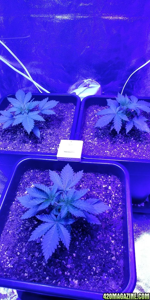 week 3 from seed