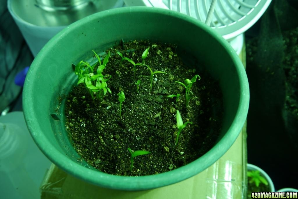 Week 3 indoor veg