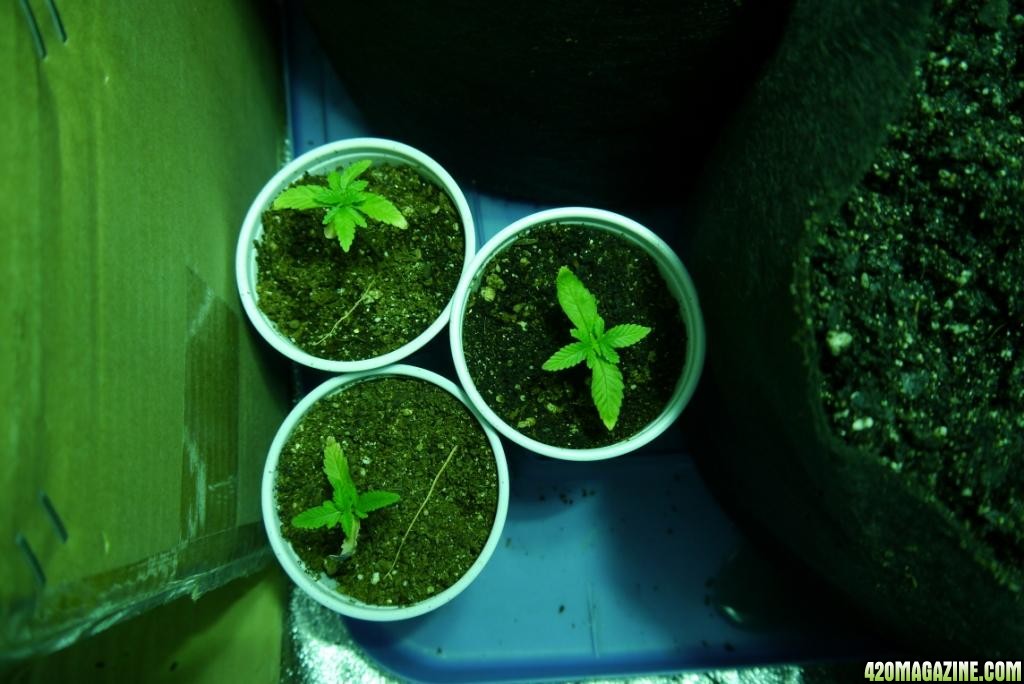 Week 3 indoor veg