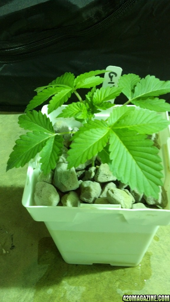 Week 3 Update - Multi Strain Grow from Seeds