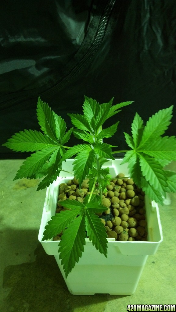 Week 3 Update - Multi Strain Grow from Seeds