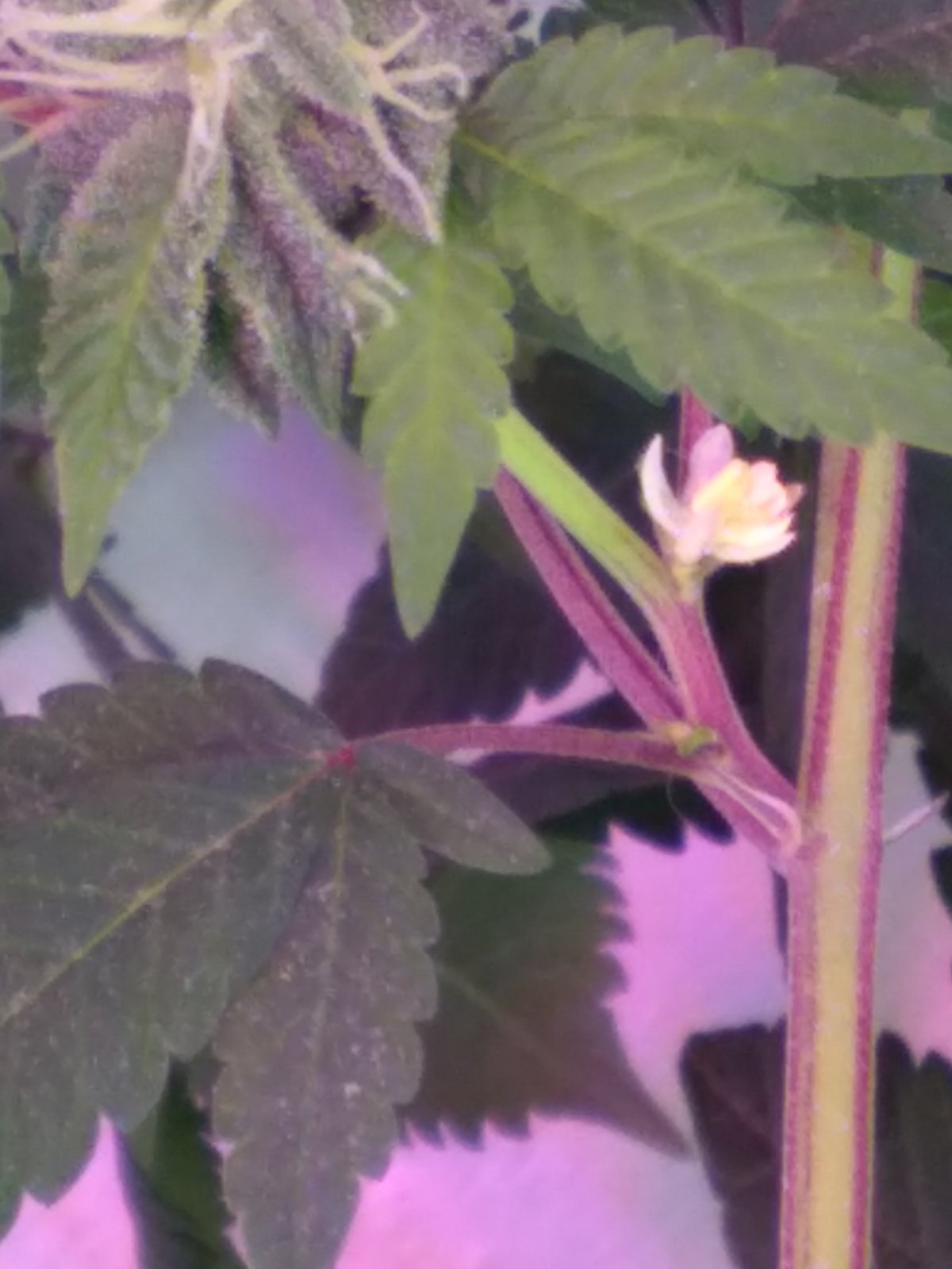 Week 4 Day 27 Flower 019.jpg