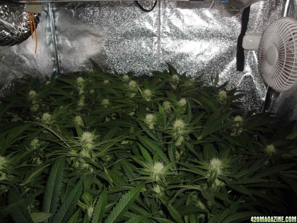 week 4 flower