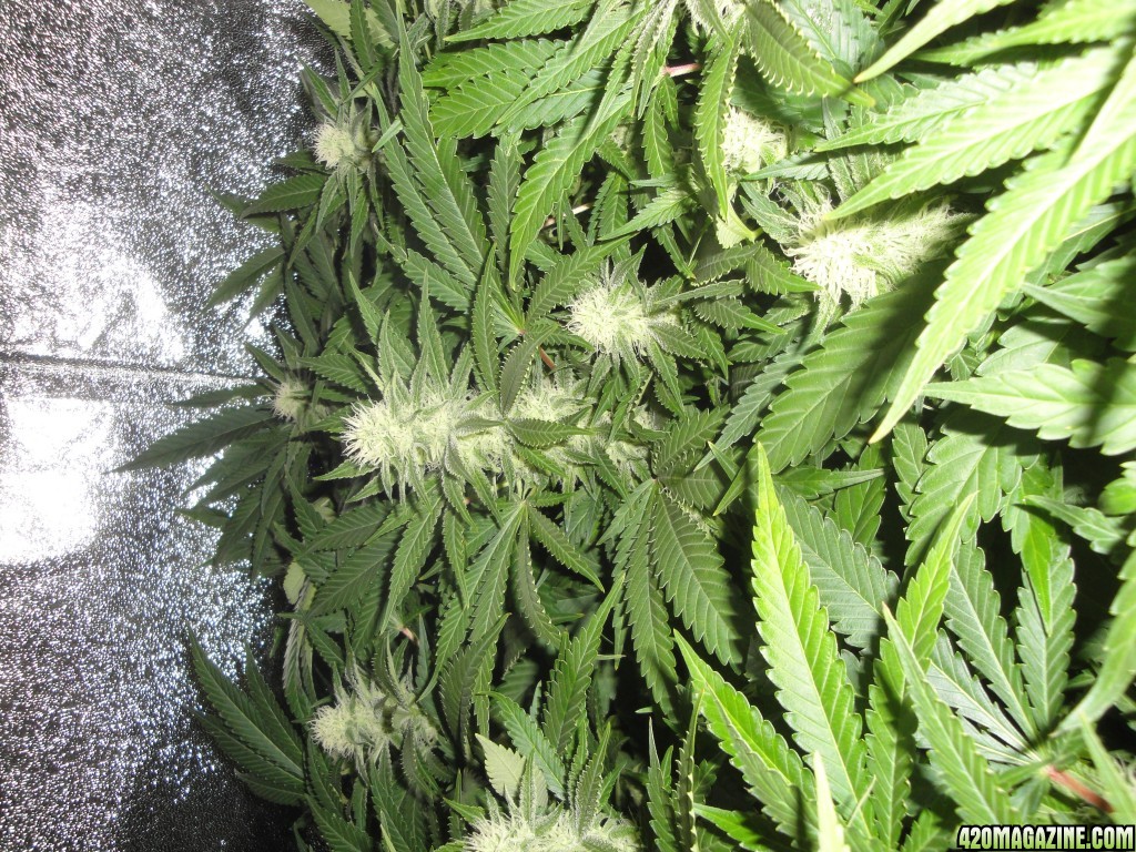 week 4 flower