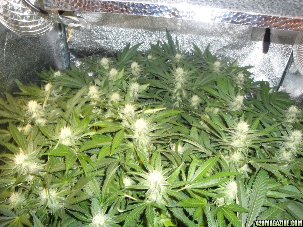 week 4 flower