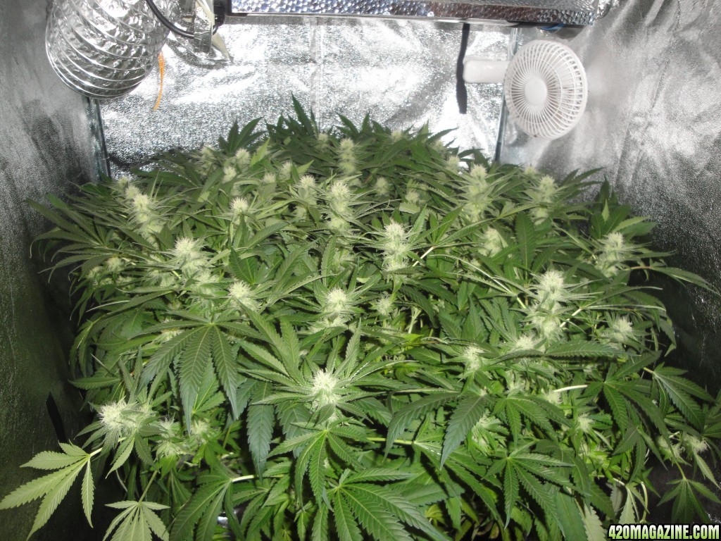 week 4 flower