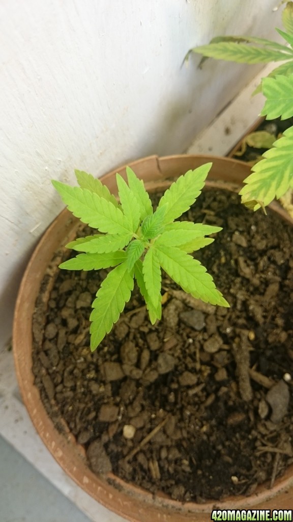 week 4 flower