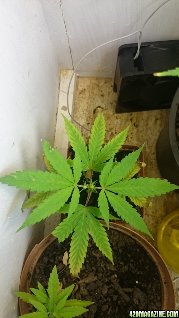 week 4 flower