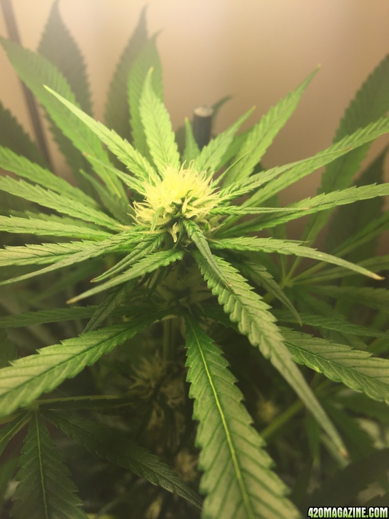 Week 4 Flowering