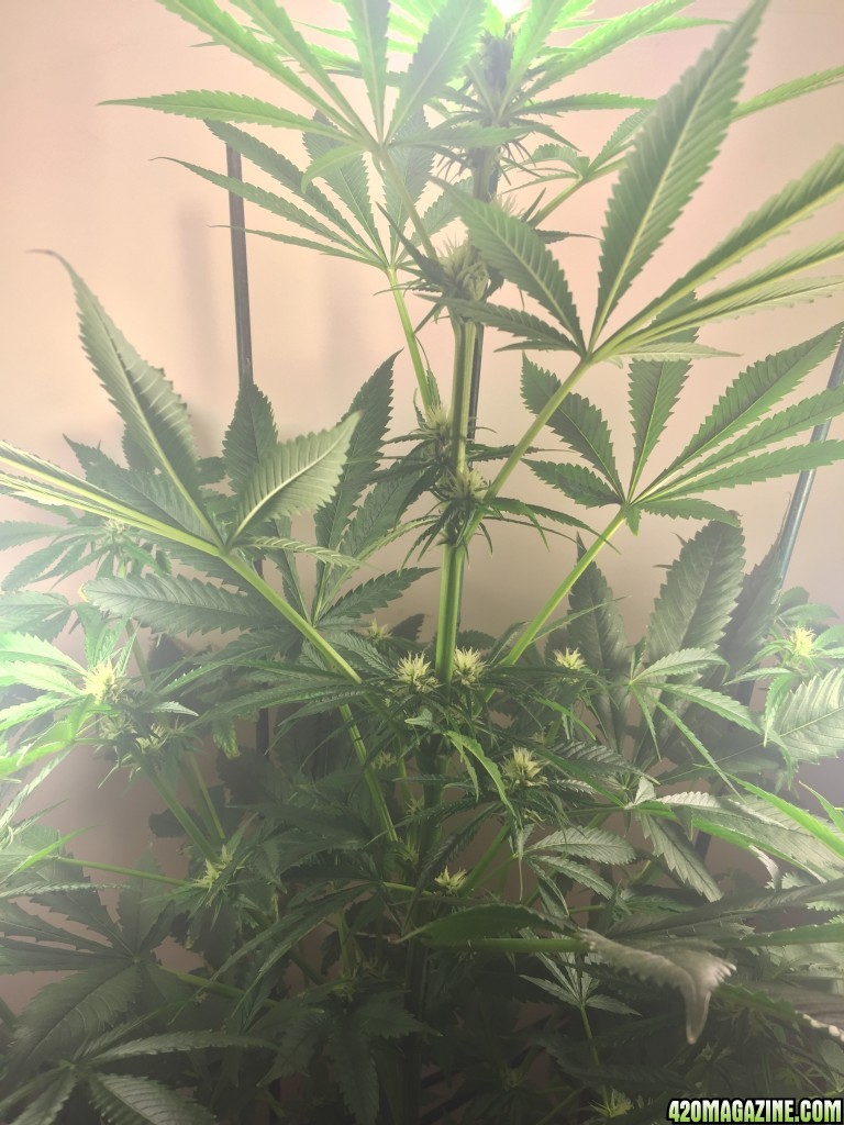 Week 4 Flowering