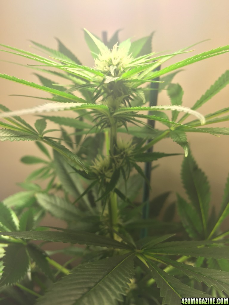 Week 4 Flowering