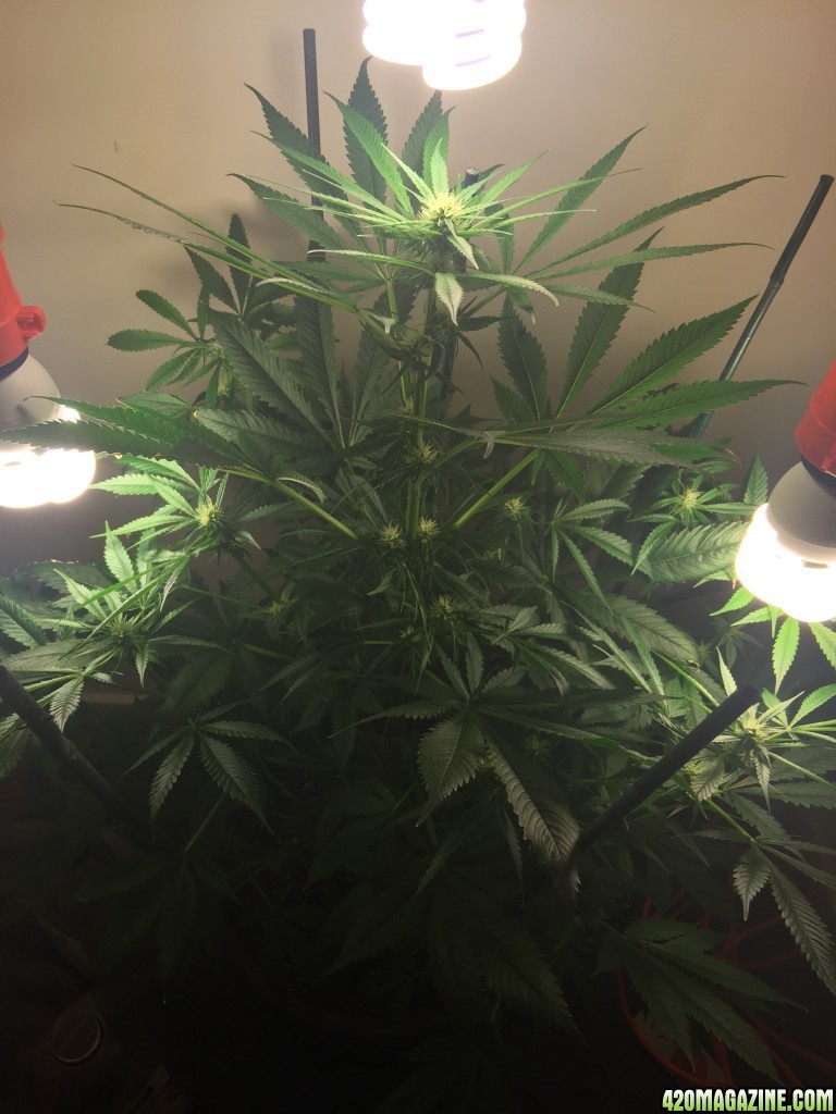 Week 4 Flowering