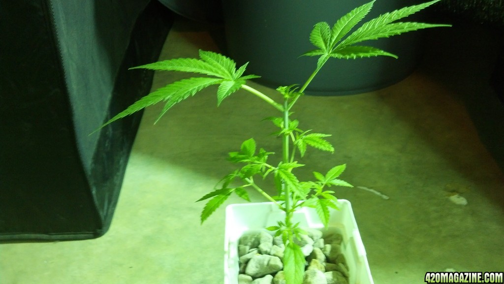 Week 4 Update - Multi Strain Grow from Seeds