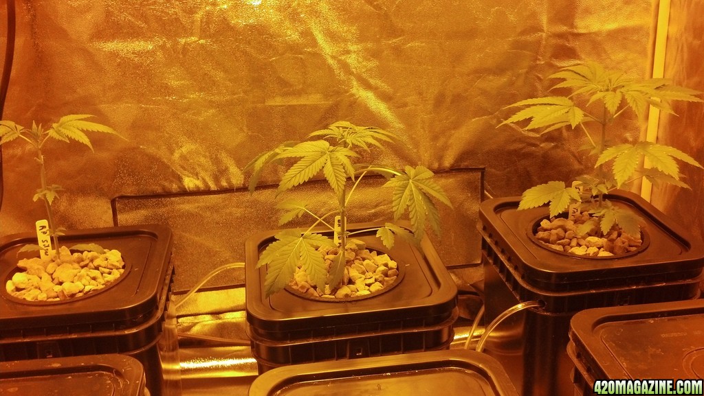 Week 4 Update - Multi Strain Grow from Seeds