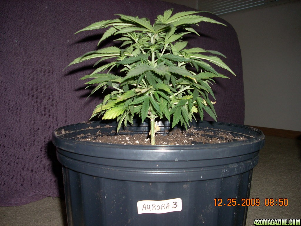 Week 4 veg pics