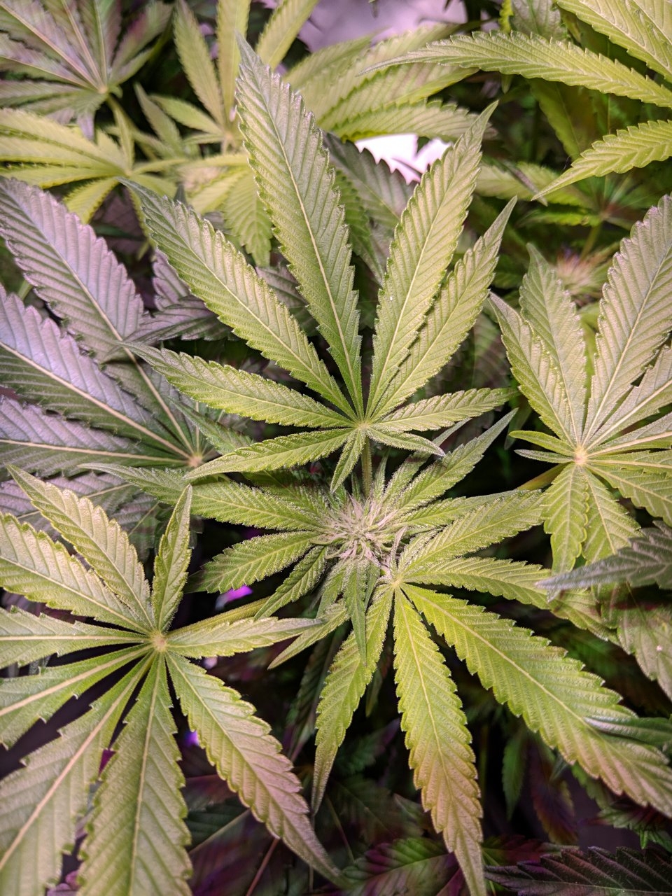 Week 5 flowers of TMV infected plant