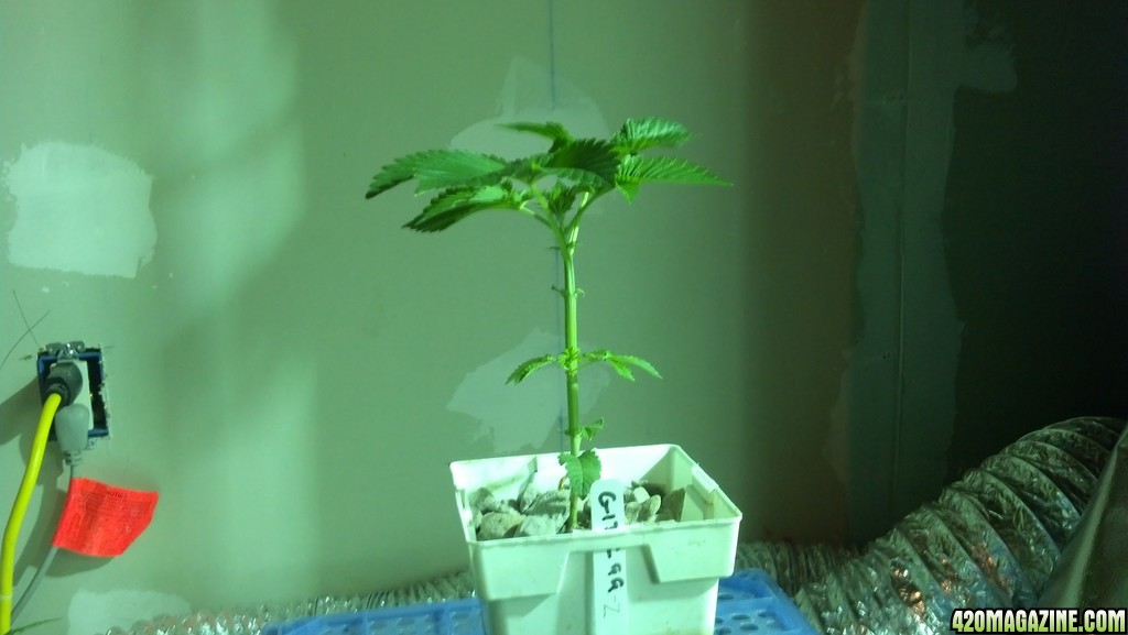 Week 5 Update - Multi Strain Grow from Seeds