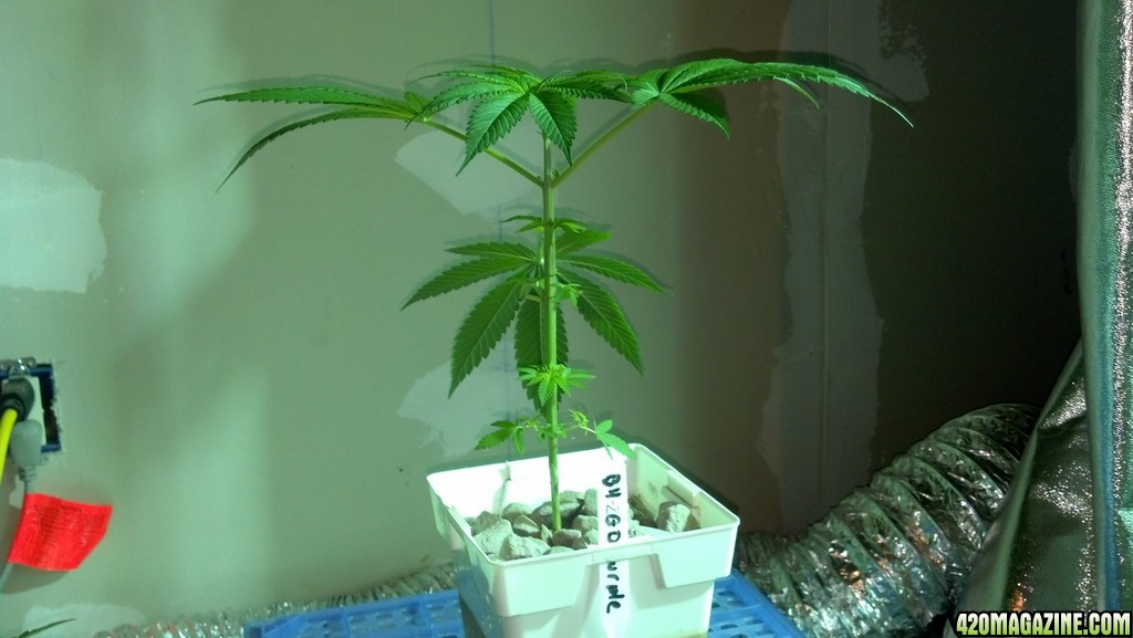 Week 5 Update - Multi Strain Grow from Seeds