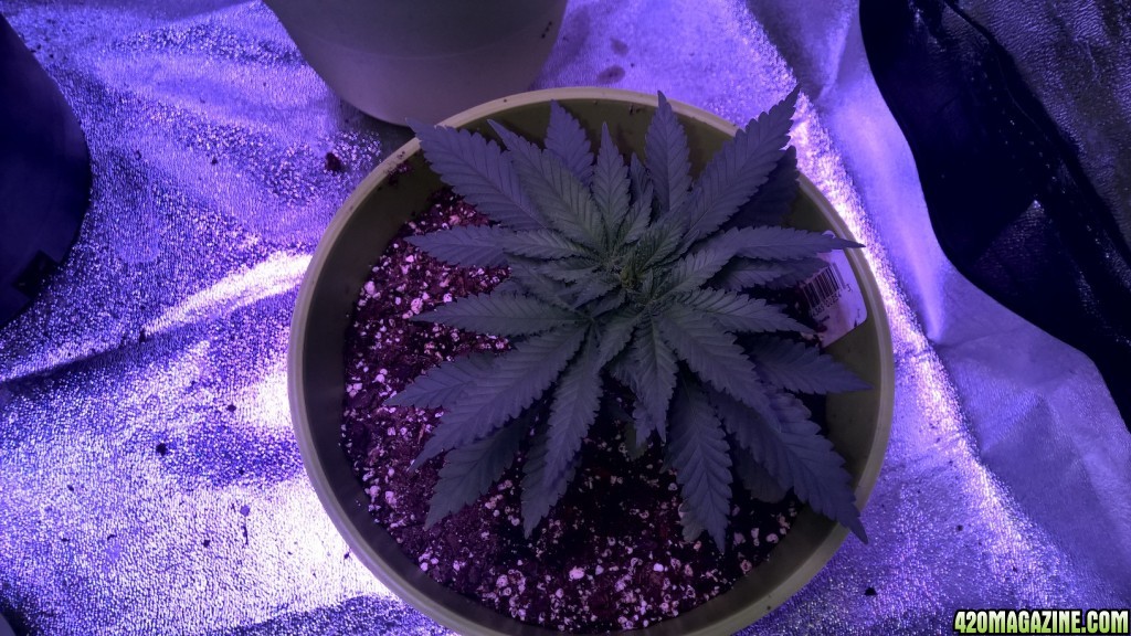 Week 5 Veg Organic Grow, more height or flower?