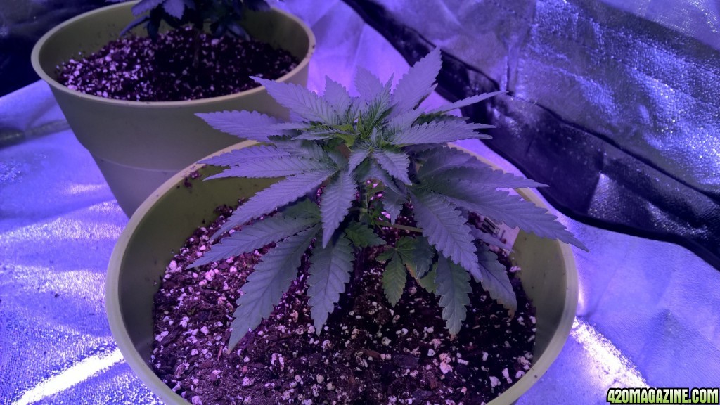 Week 5 Veg Organic Grow, more height or flower?