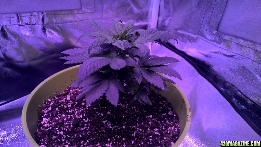 Week 5 Veg Organic Grow, more height or flower?