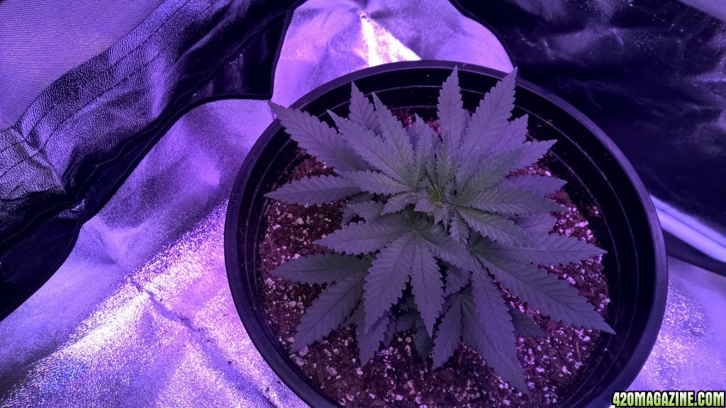 Week 5 Veg Organic Grow, more height or flower?