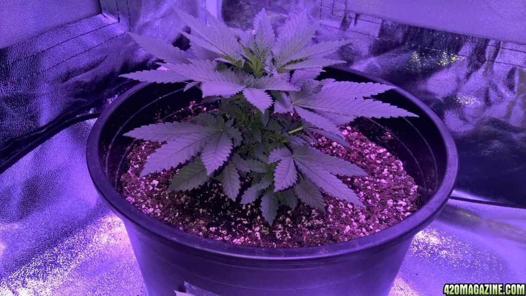 Week 5 Veg Organic Grow, more height or flower?