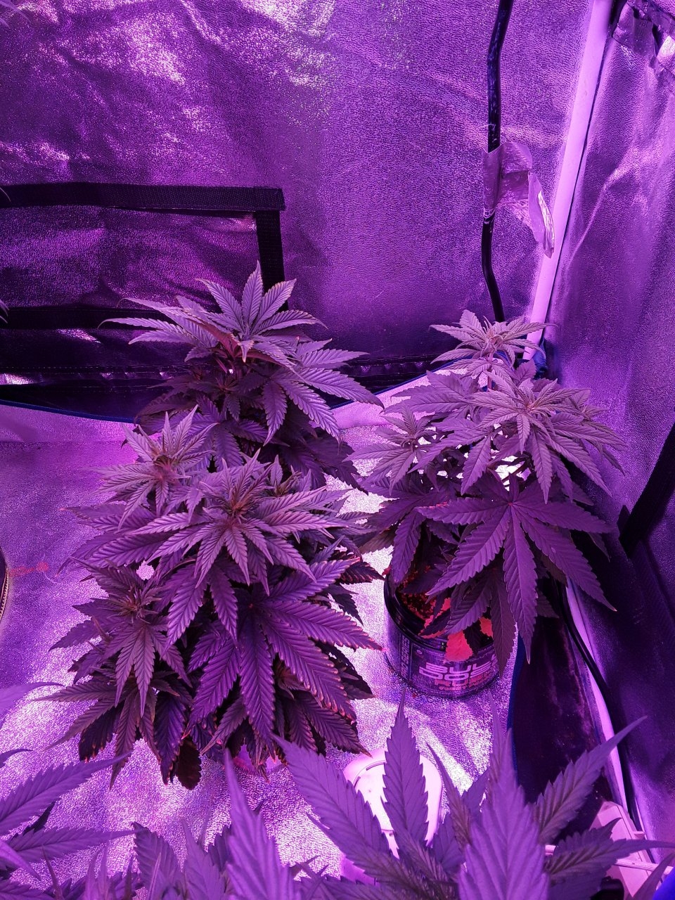 Week 5 veg