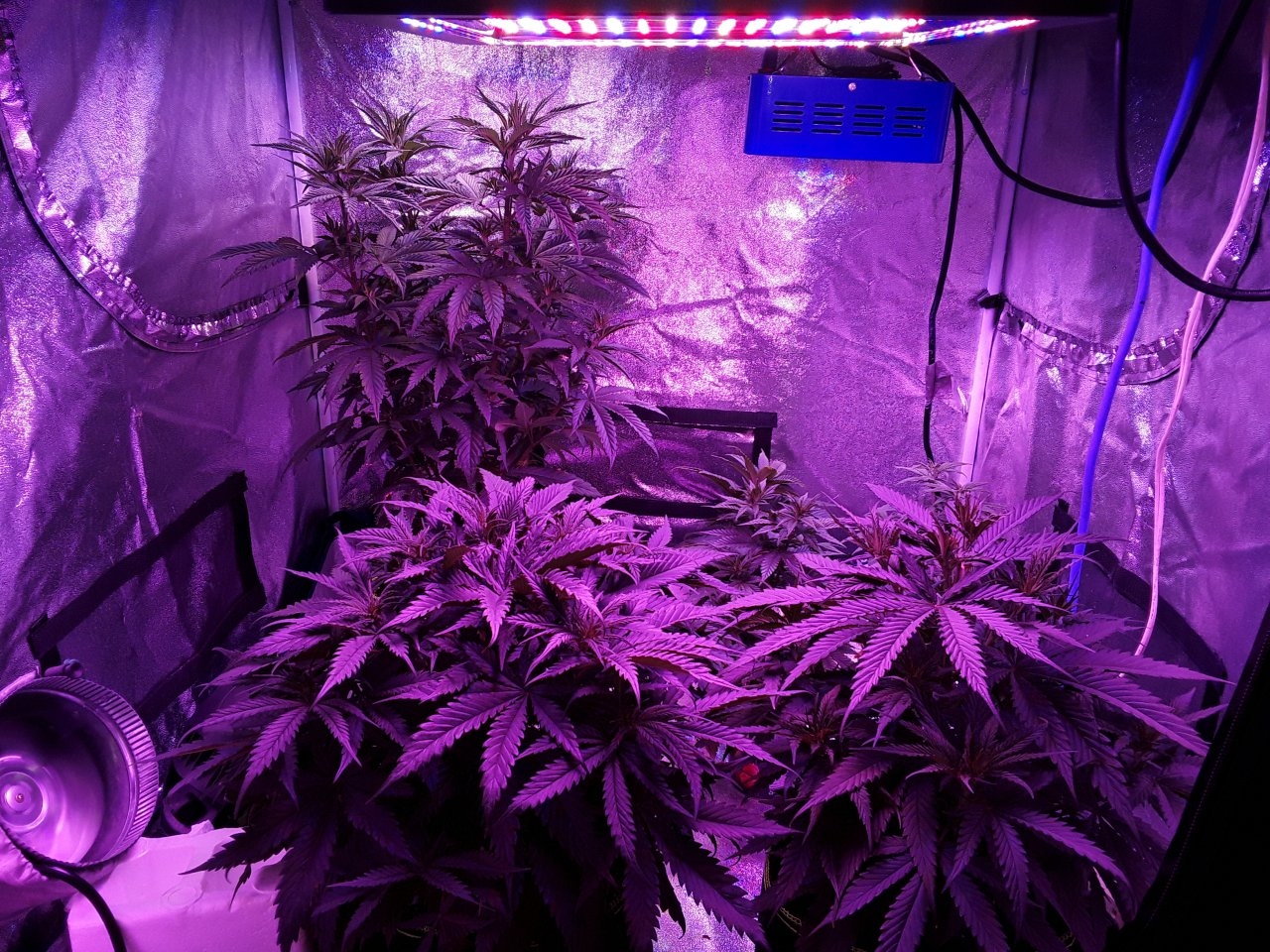 Week 5 veg