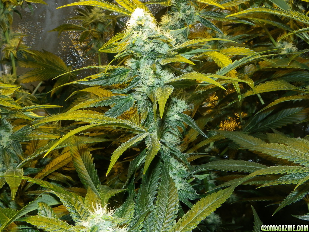 Week 5ish Flower (Kosher Kush RDWC / UNDERCURRENT STYLE)