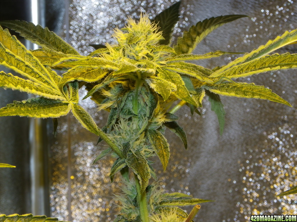 Week 5ish Flower (Kosher Kush RDWC / UNDERCURRENT STYLE)