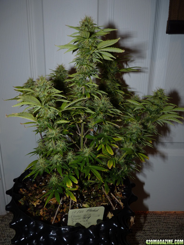 Week 6 Day 3 Flower