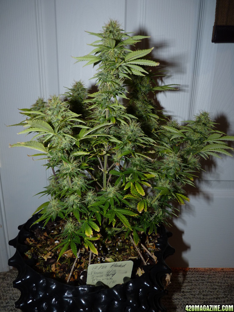 Week 6 Day 3 Flower