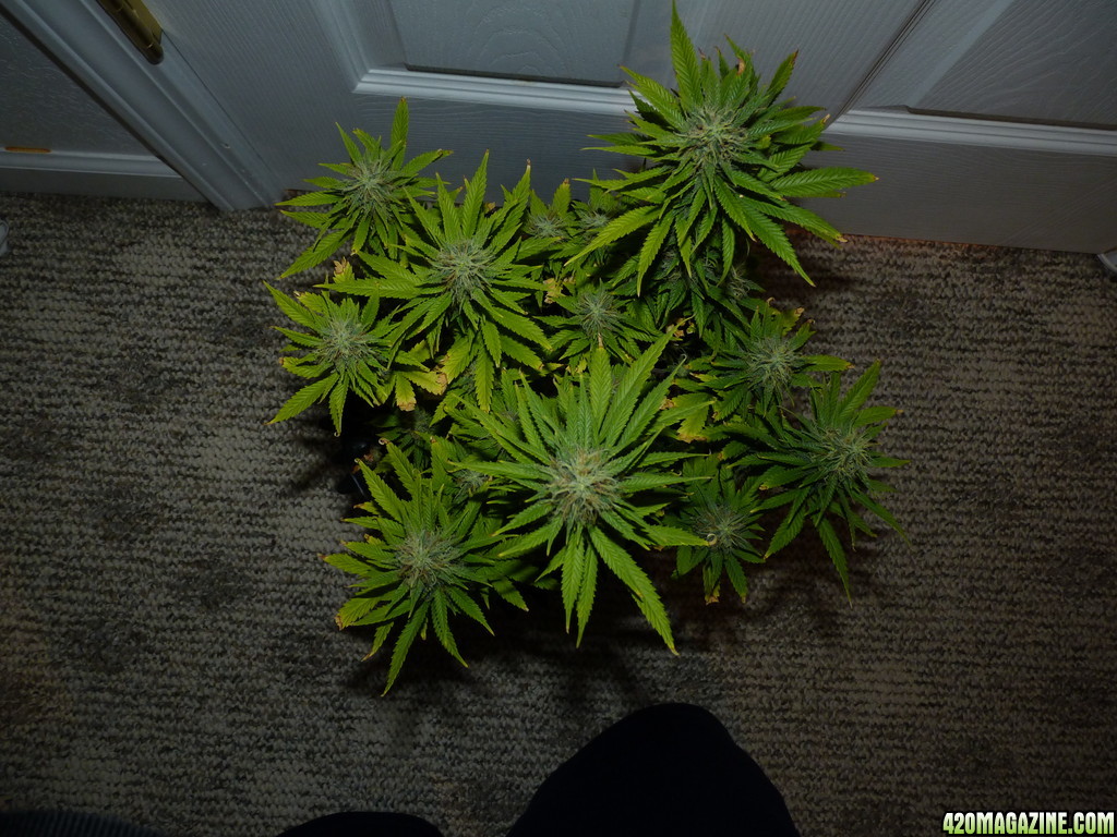 Week 6 Day 3 Flower