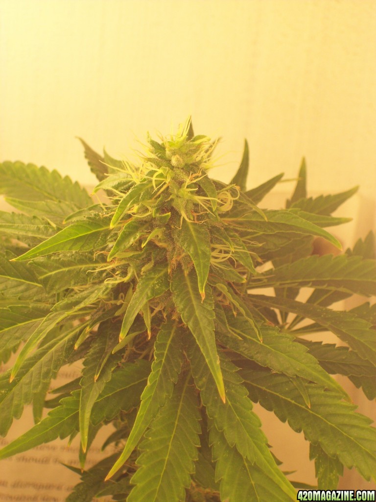 Week 6 Flowering