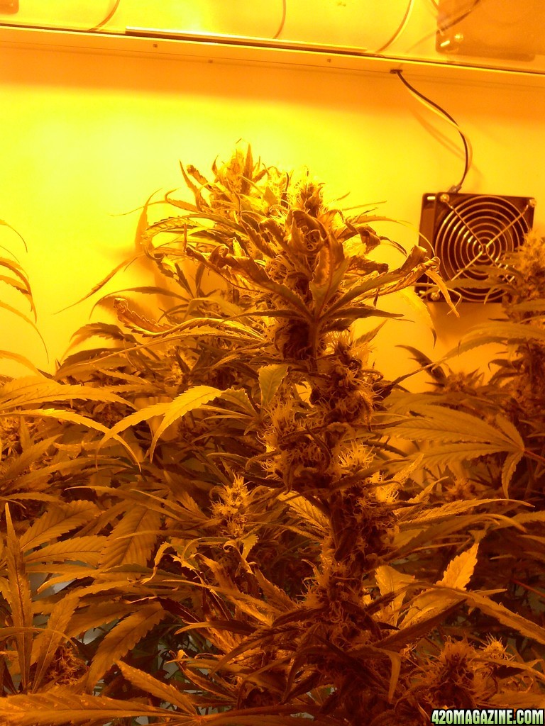 week 6 juicyfruit