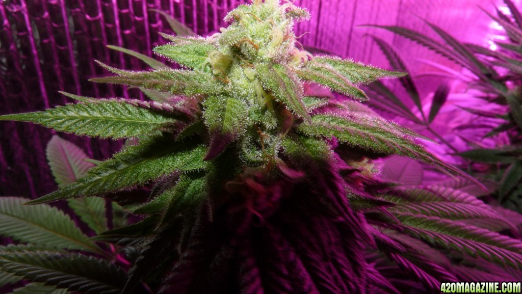 Week 7 flower