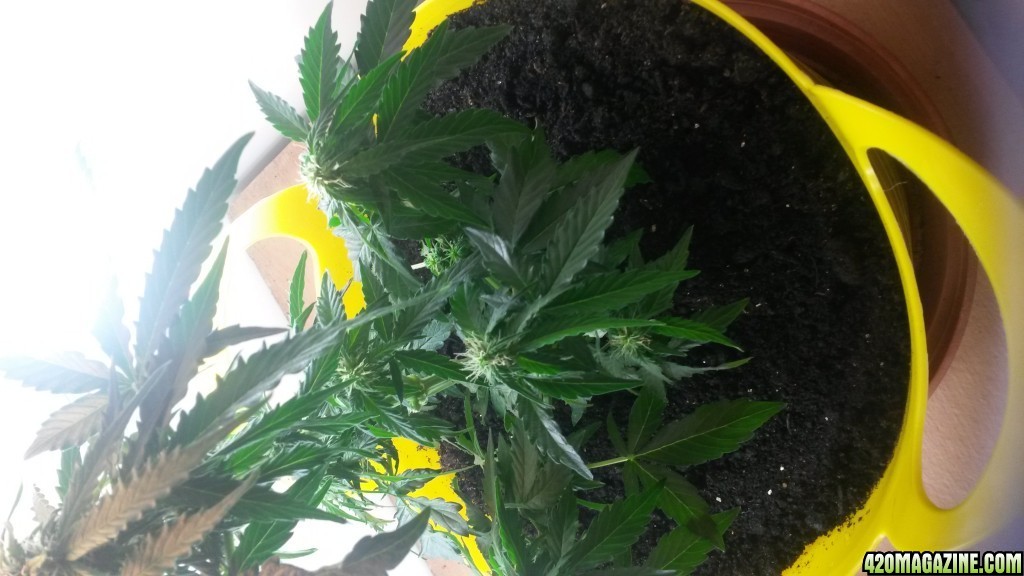 week 7 of autoflower autobomb from green housr seed co