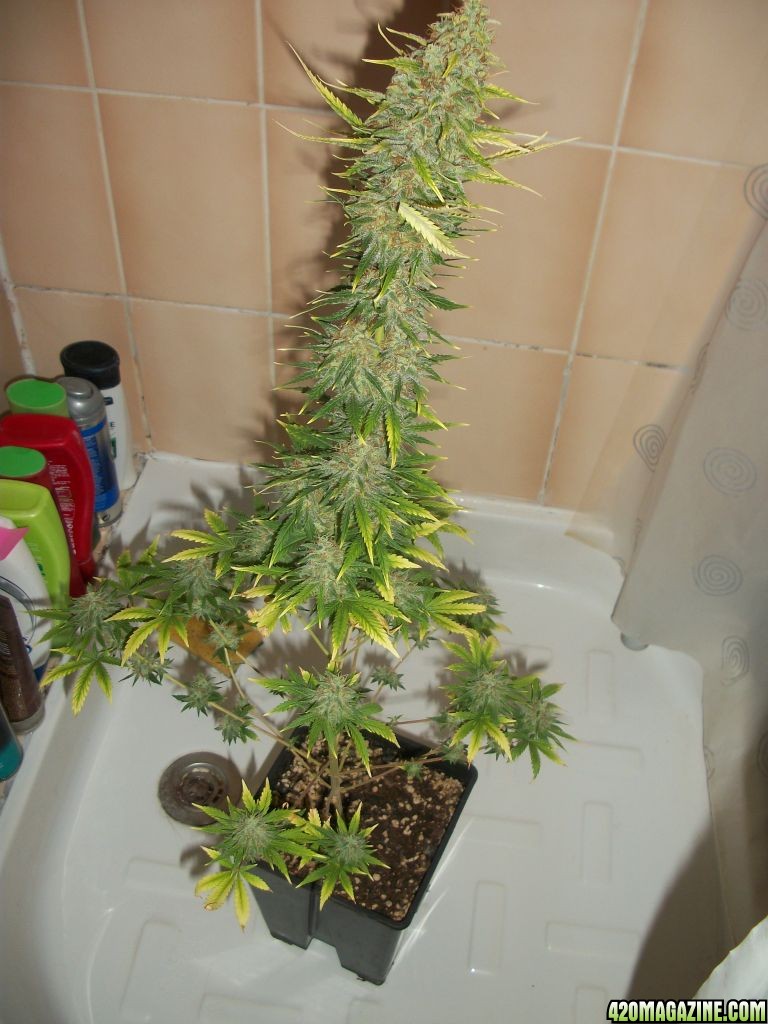 week 8 flower - flushing before harvest