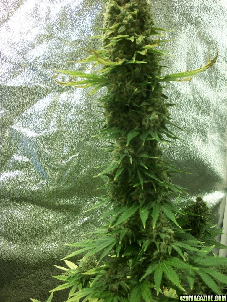 week 8 flower